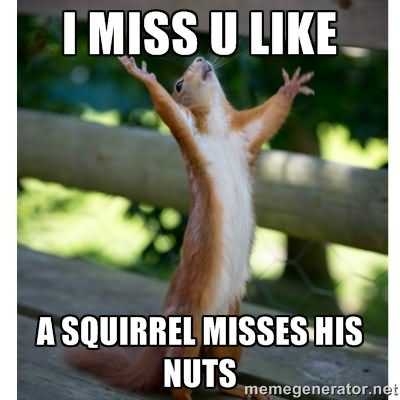 squirrel memes i miss u like a squirrel misses | picsmine on Funny Miss You Memes