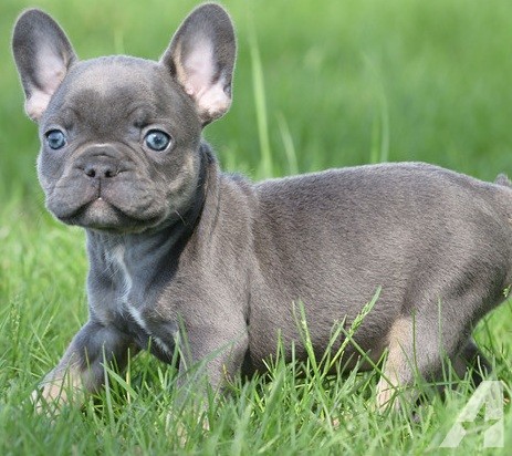 Things To Know Before Purchase A French Bulldog Puppy