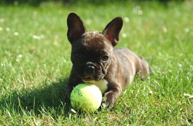 Things To Know Before Purchase A French Bulldog Puppy