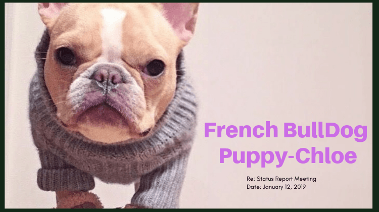 French Bulldog Puppy- Chloe
