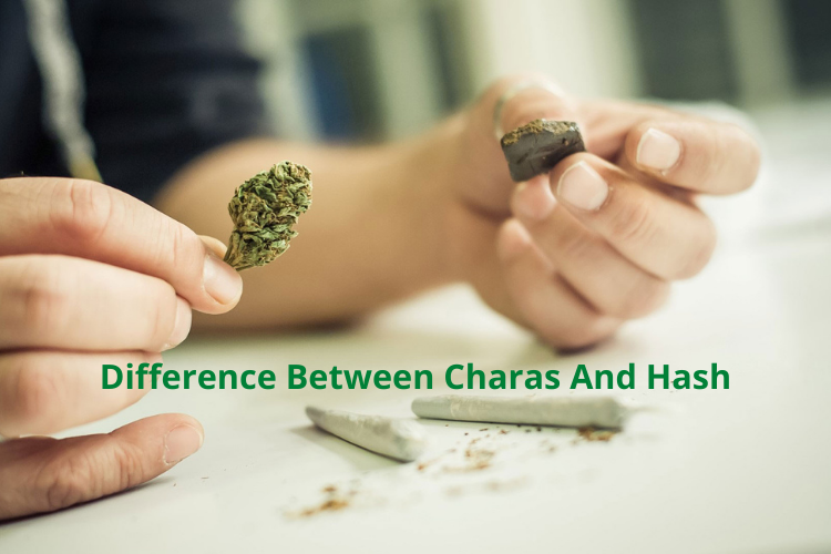 Difference Between Charas And Hash